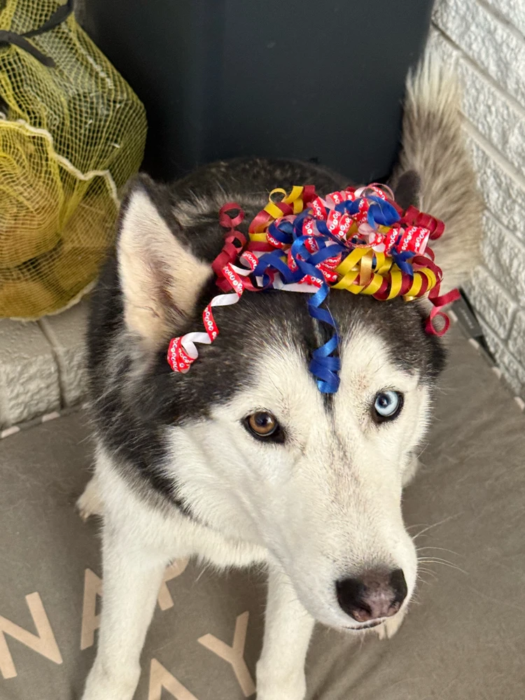 GOOFY DOGS ARE THE BEST