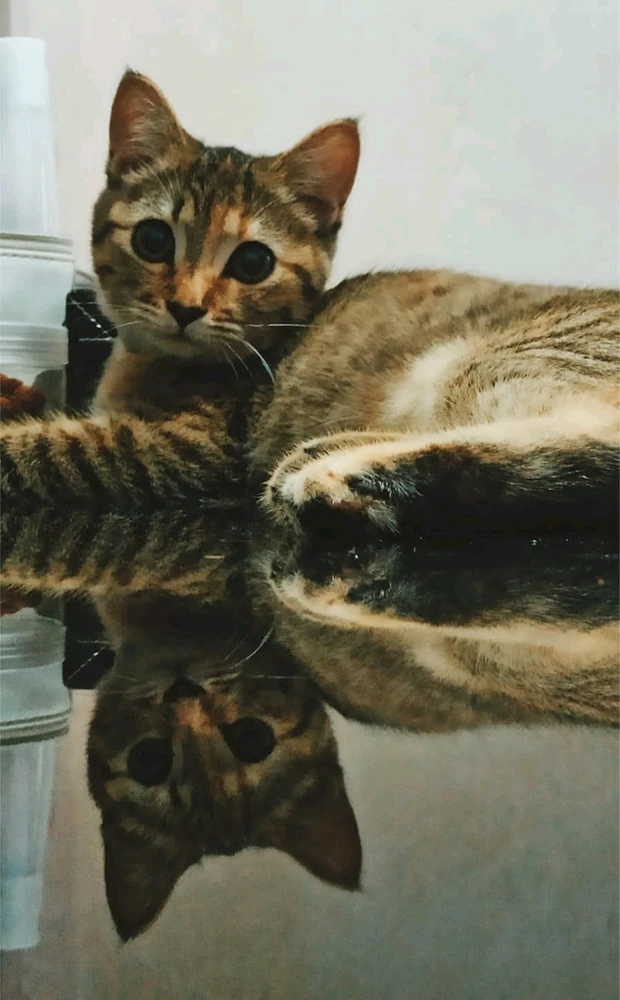 There's a saying :
Dogs have owner. Cats have staff.