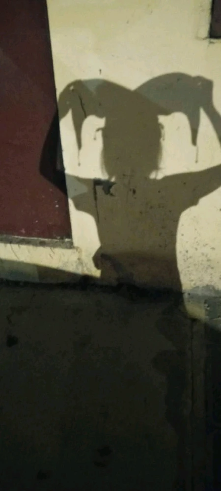 The Dolly Mimic Luz 🖤🎭