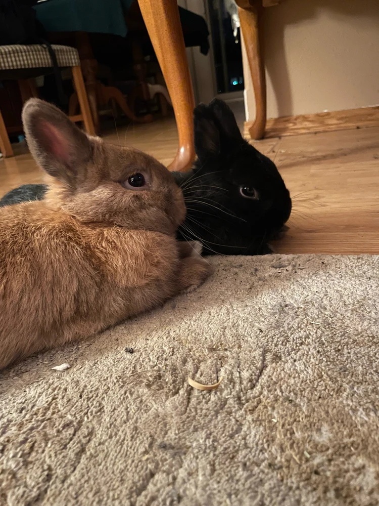 GIF uploaded by Kyle