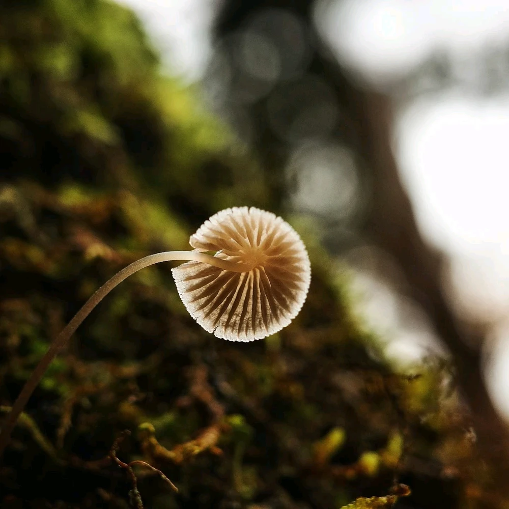 GIF diunggah dening Z