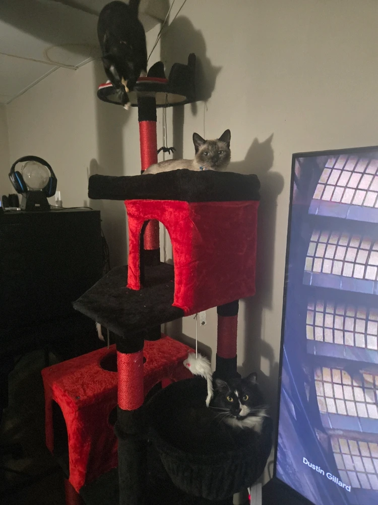 Gothic cat tree approved