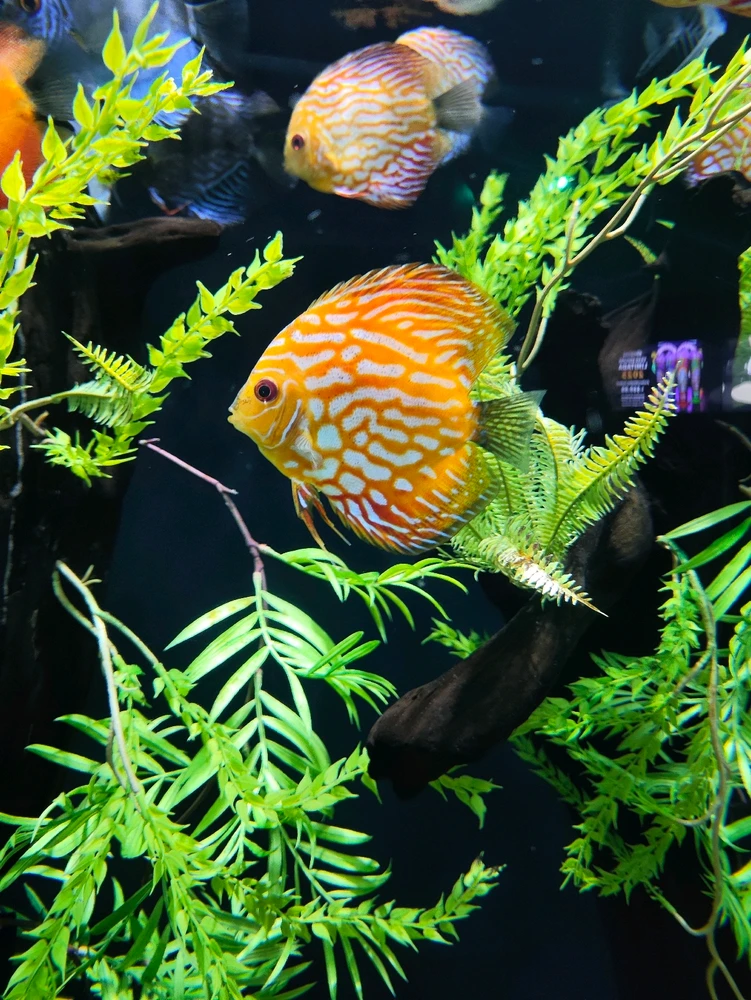 Cuando fui al acuario