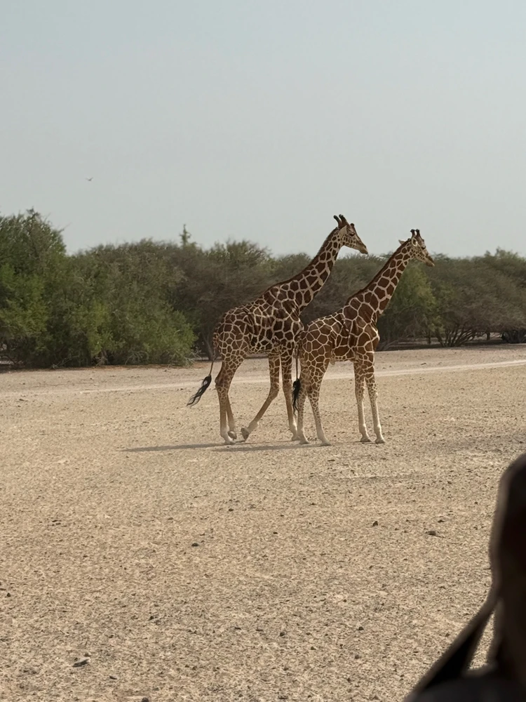 Image uploaded by NAZZ