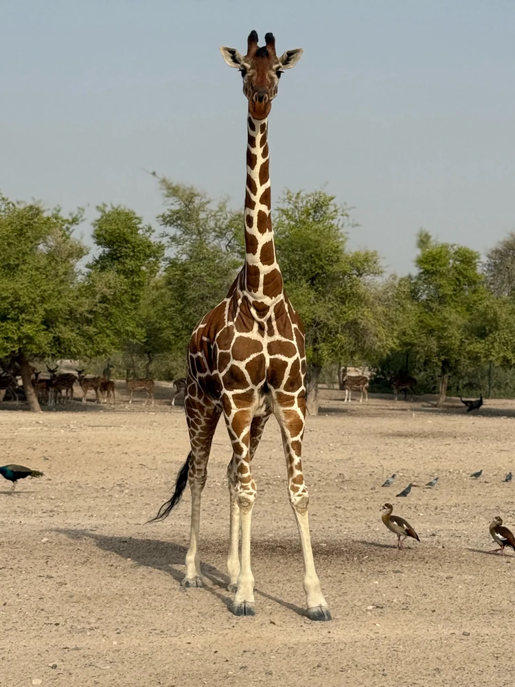 Image uploaded by NAZZ