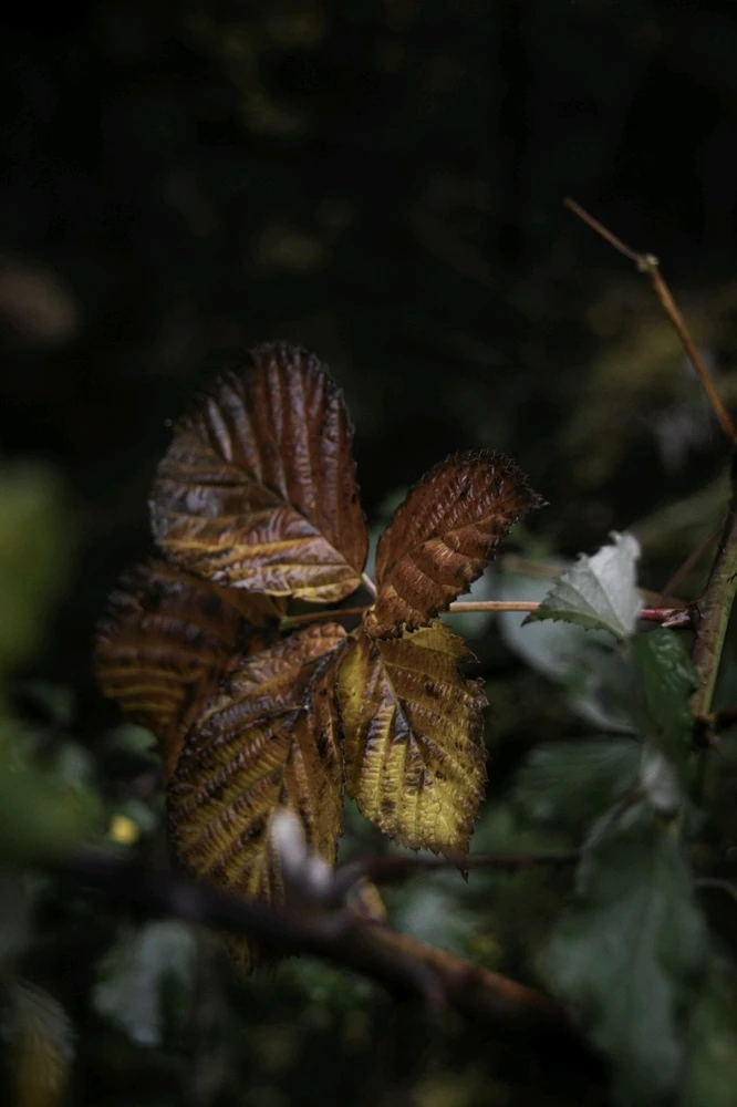 Bild hochgeladen von Goran