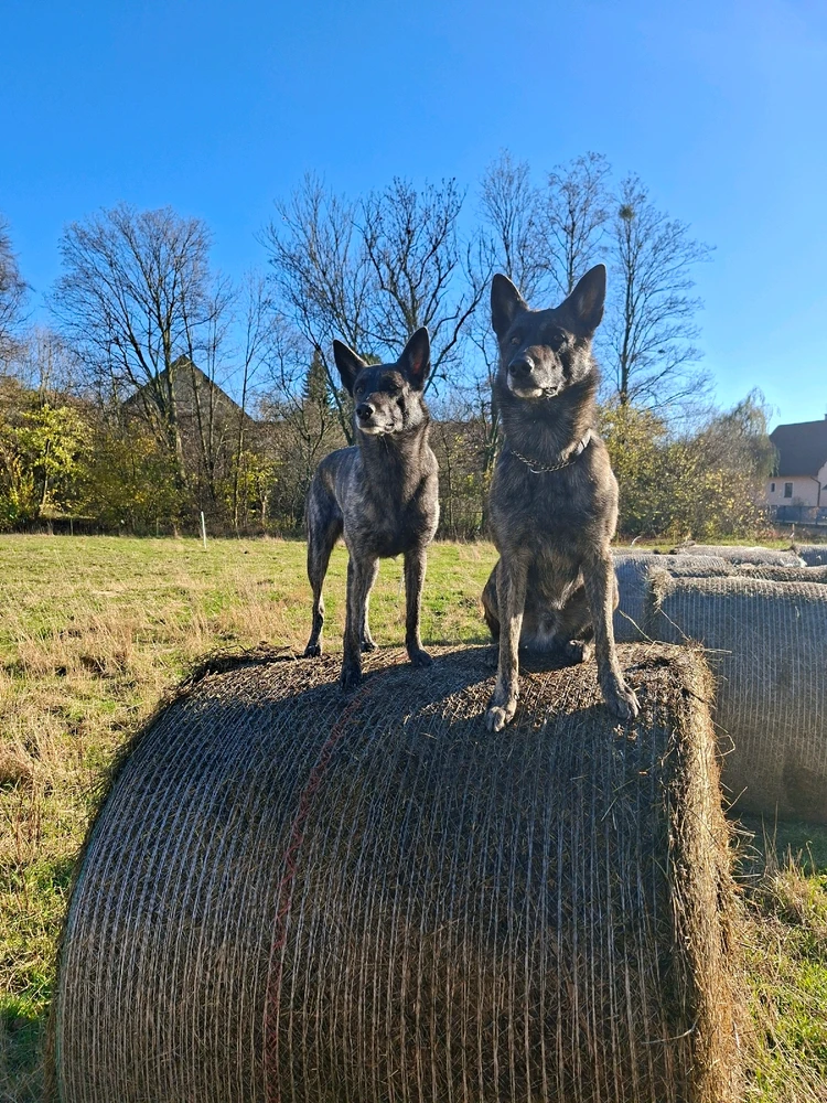 Obrázek nahrál Pawel