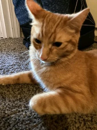 GIF enviado por - Cris 🏳️‍⚧️🩷