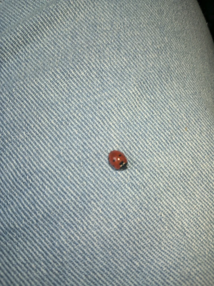 this ladybug is a secret spy