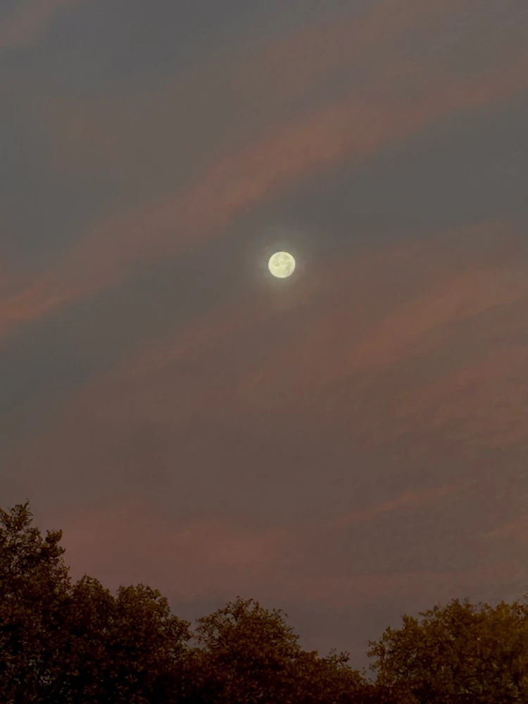 GIF hochgeladen von Danni