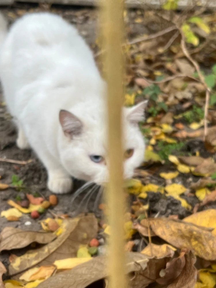 Catβs soft ukranizationπ