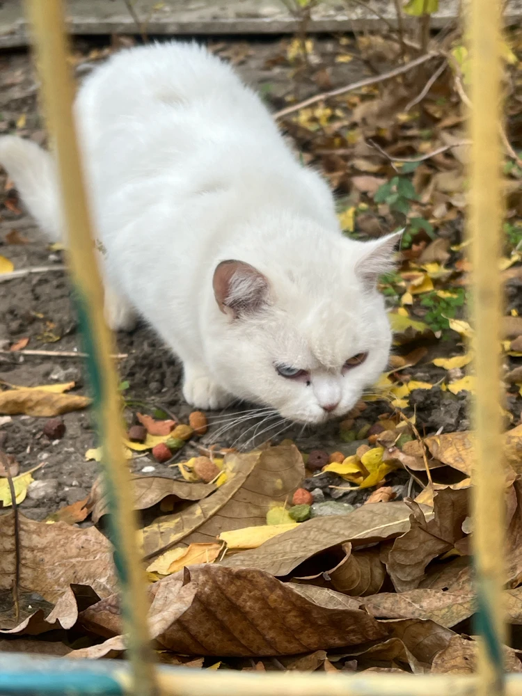 Catβs soft ukranizationπ