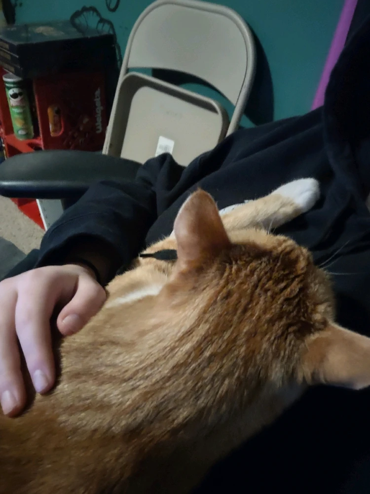 He got really comfortable last night while I was watching a show