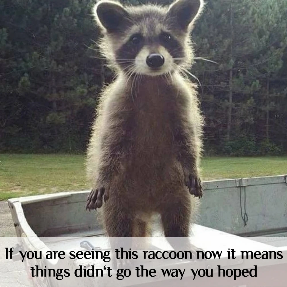 Expectations vs reality 🦝