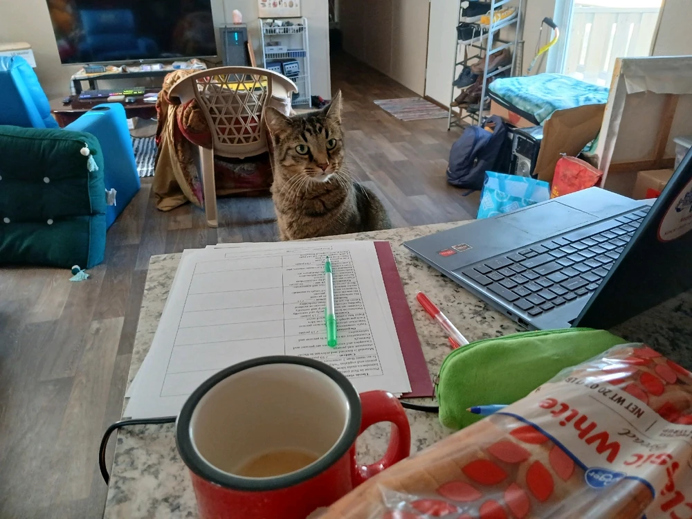 Behold!! My cat is grading student papers!!