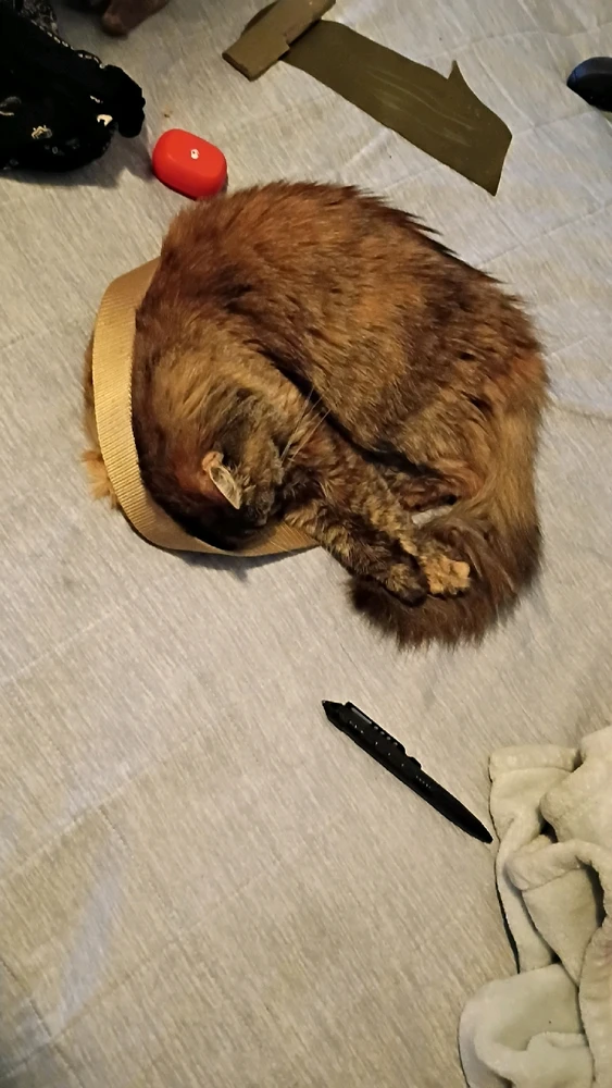 The nerve on this creature