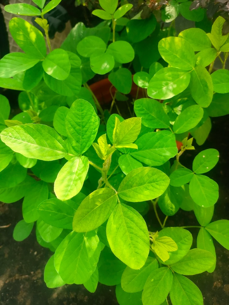 Image uploaded by Krishna