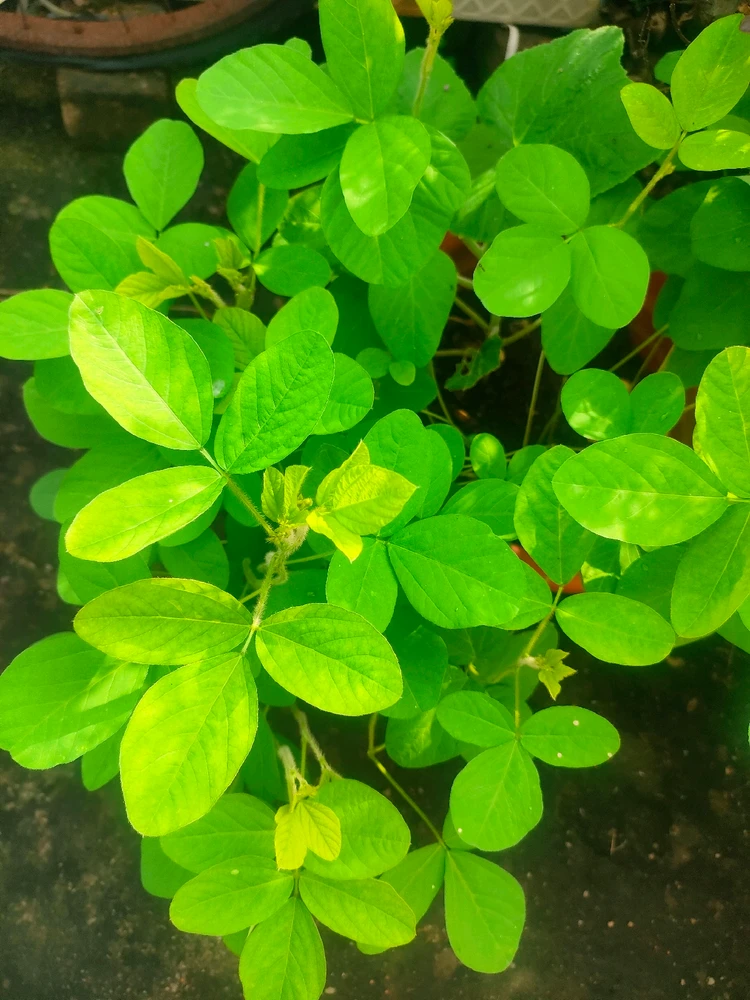 Image uploaded by Krishna