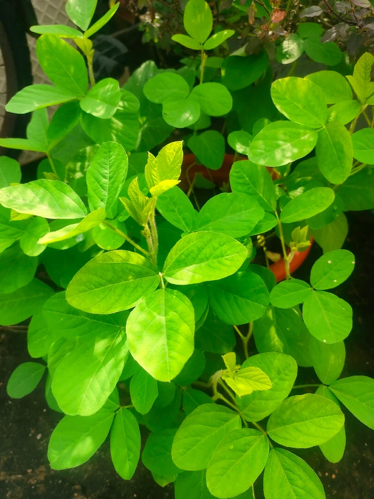 Image uploaded by Krishna