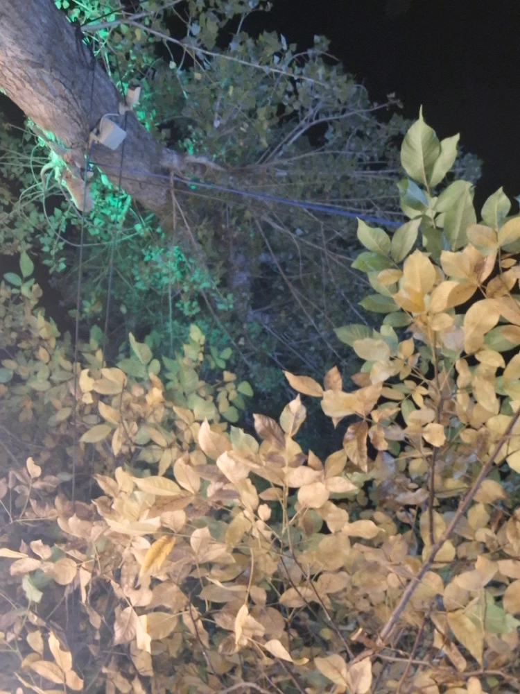 Image uploaded by Mohadese