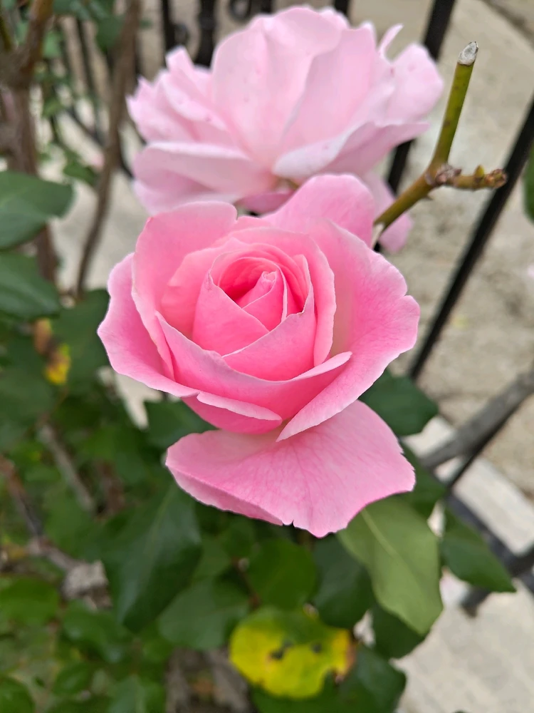 Immagine caricata da Luca