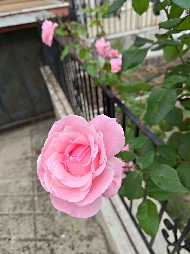 Immagine caricata da Luca