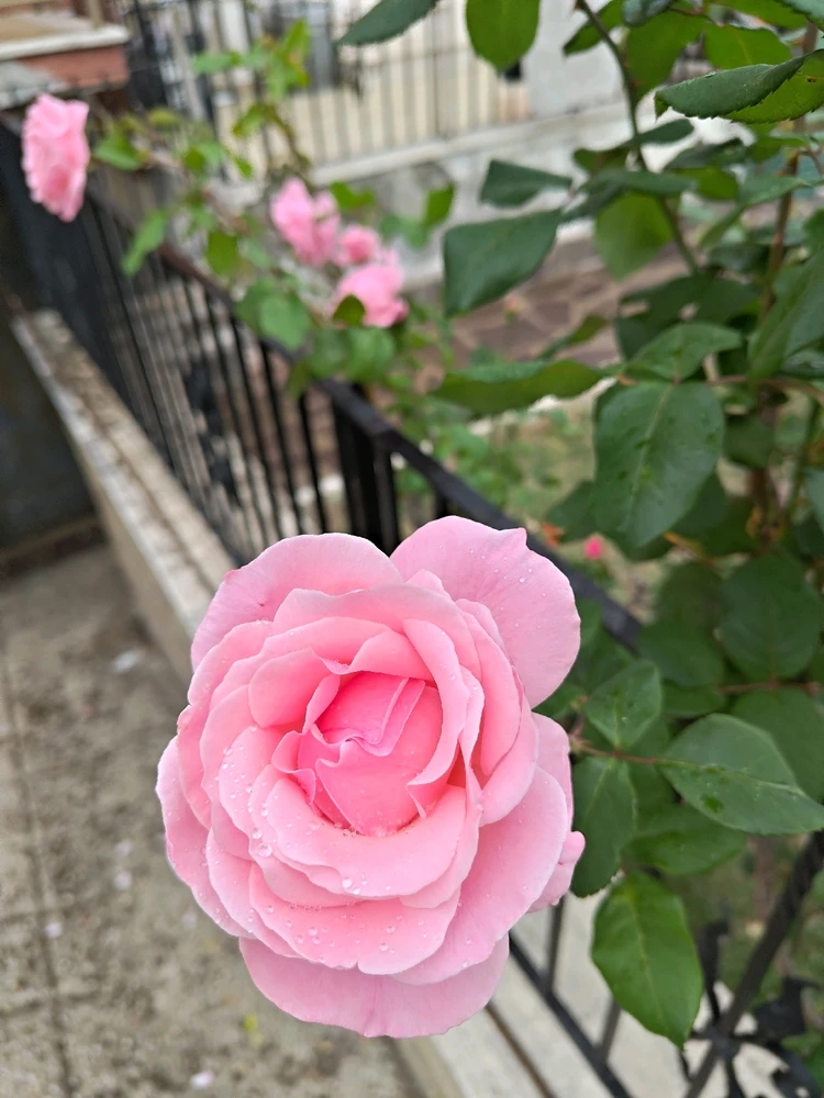 Immagine caricata da Luca