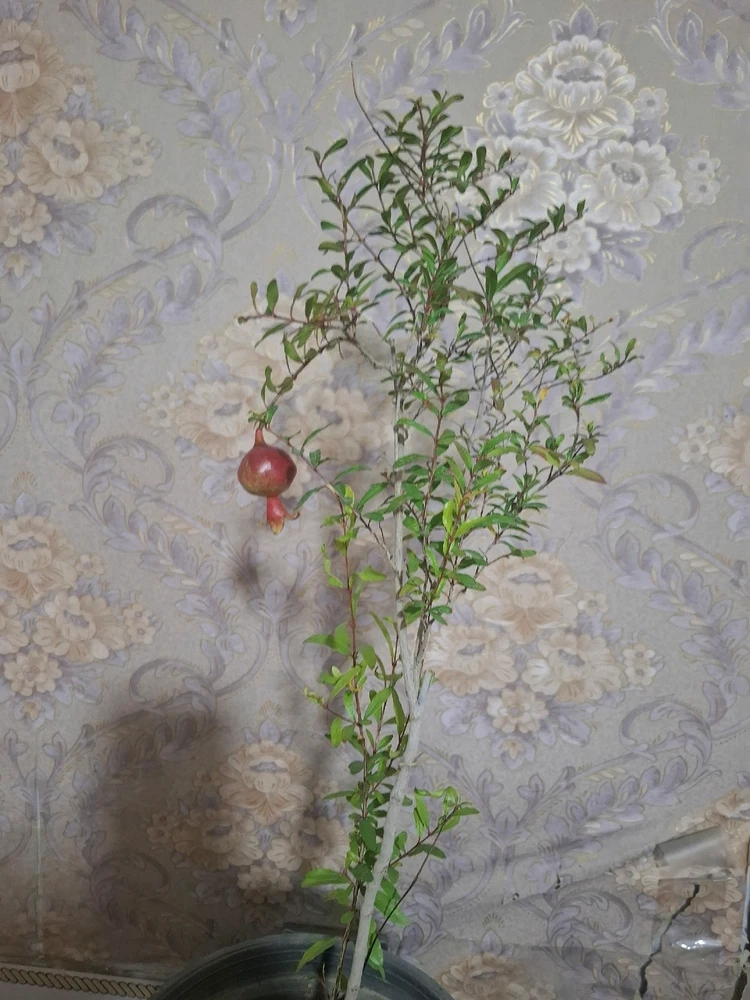 Image uploaded by Mohadese