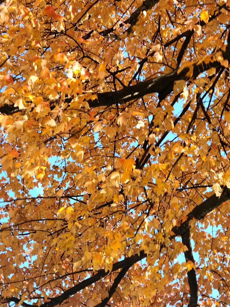 Image uploaded by Silva