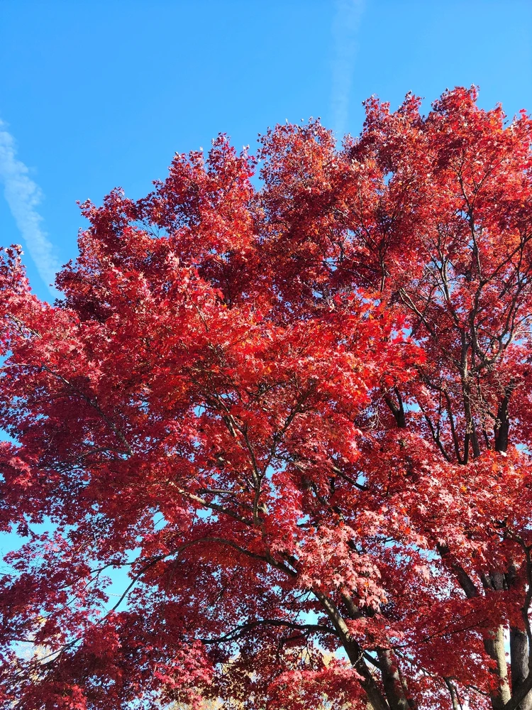 Image uploaded by Silva