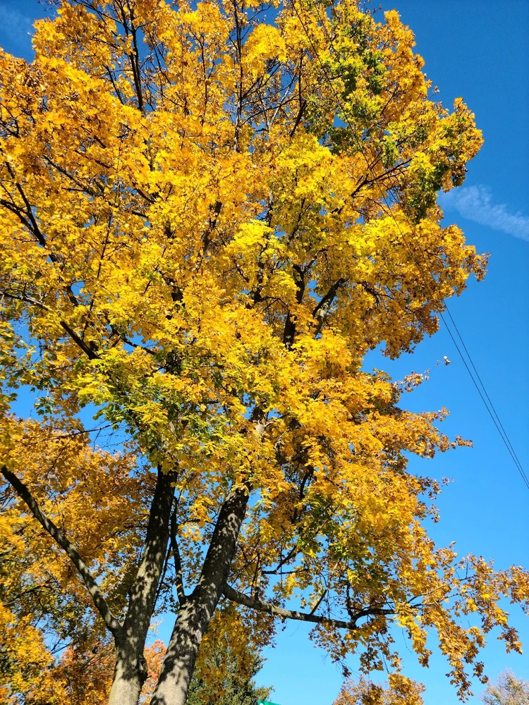 Image uploaded by Silva