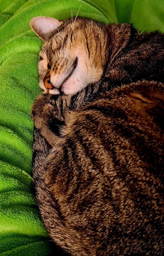 GIF hochgeladen von Doris