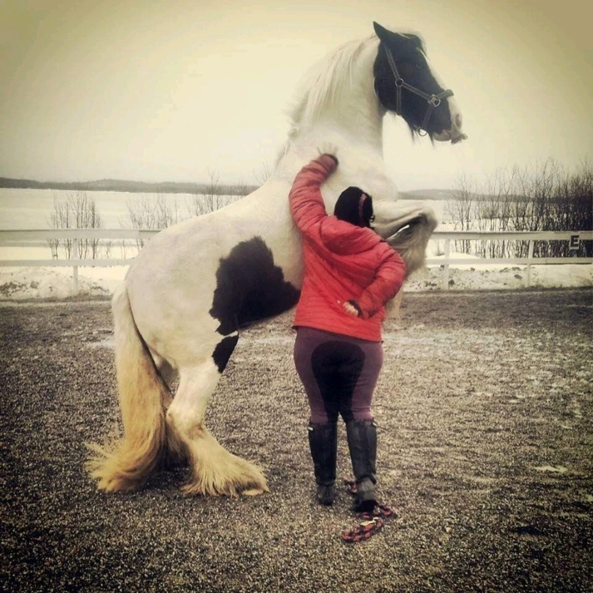 Image uploaded by Miidna