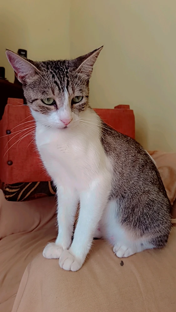 GIF subido por Bailu