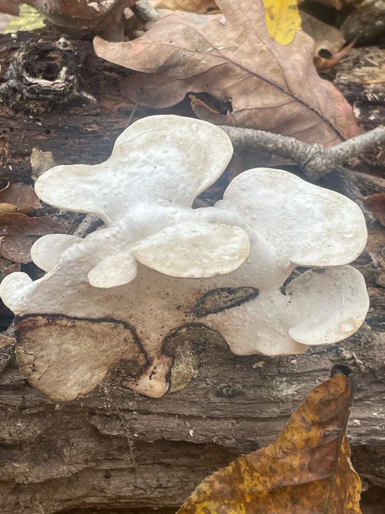 Image uploaded by Robbie