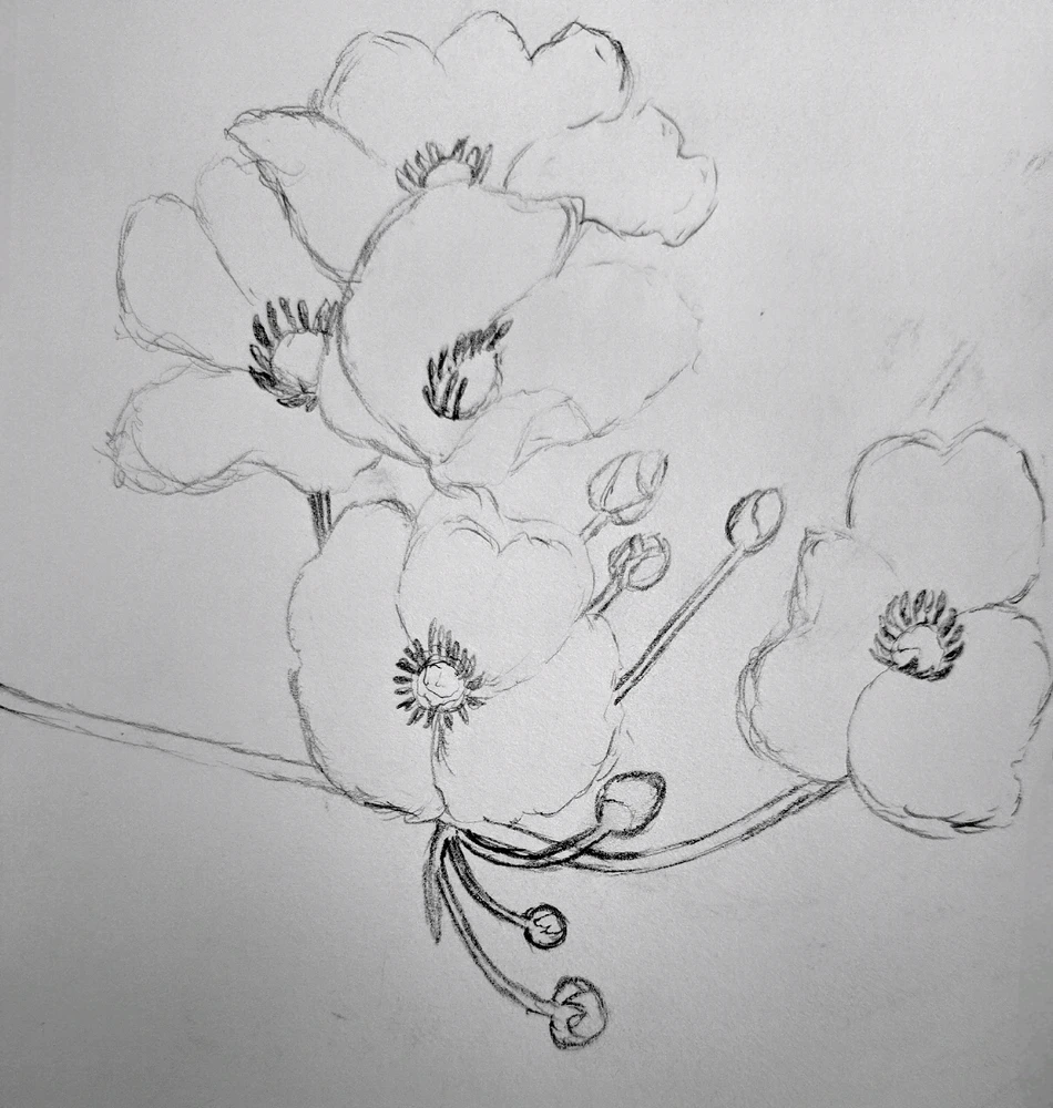 Creeping Burhead Flower Sketch
