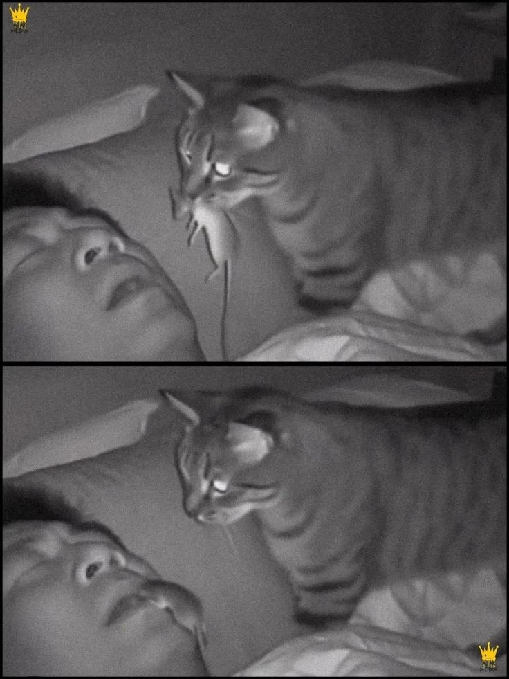 Memes number I have no idea.