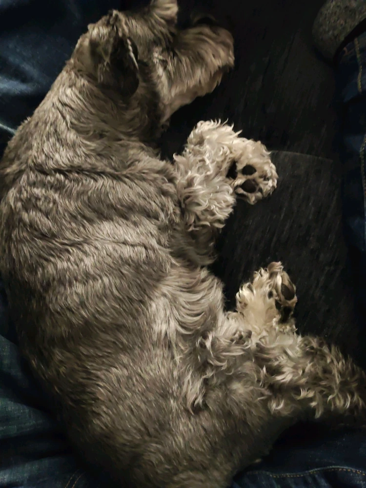 GIF uploaded by Kyuubi El Jorge