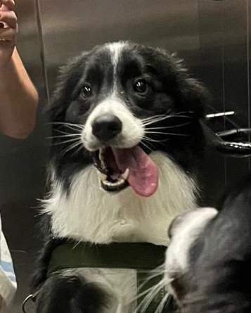 Duke passando na sua TimeLine