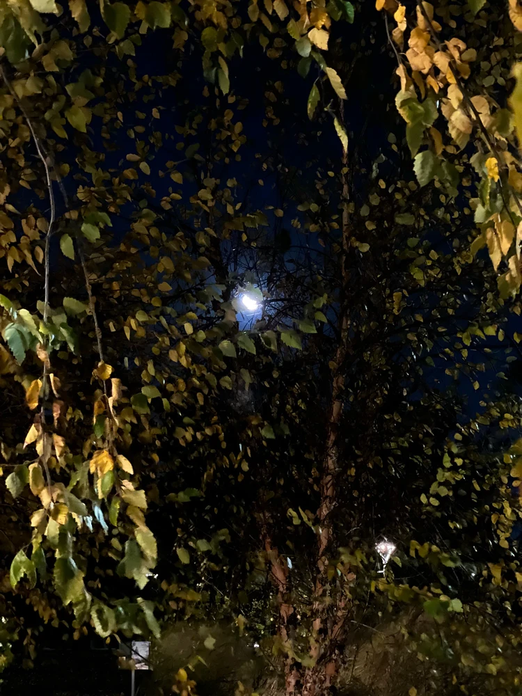 Image uploaded by Kishma