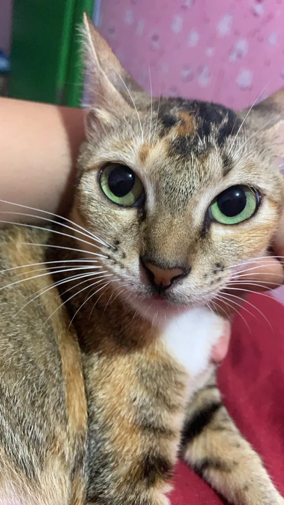 Gambar diunggah oleh Caca