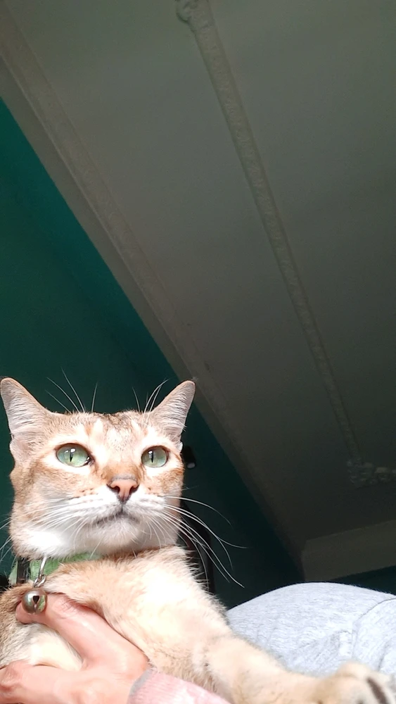 Happy Caturday π»π»π»