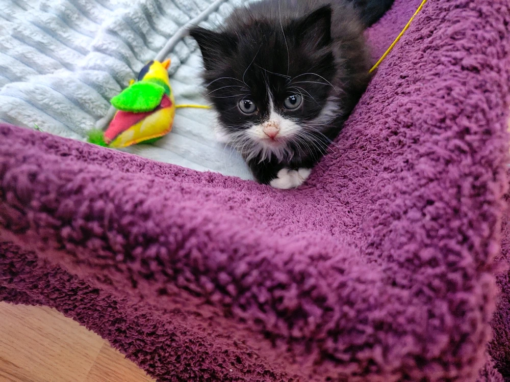 New family membersπΈπ»