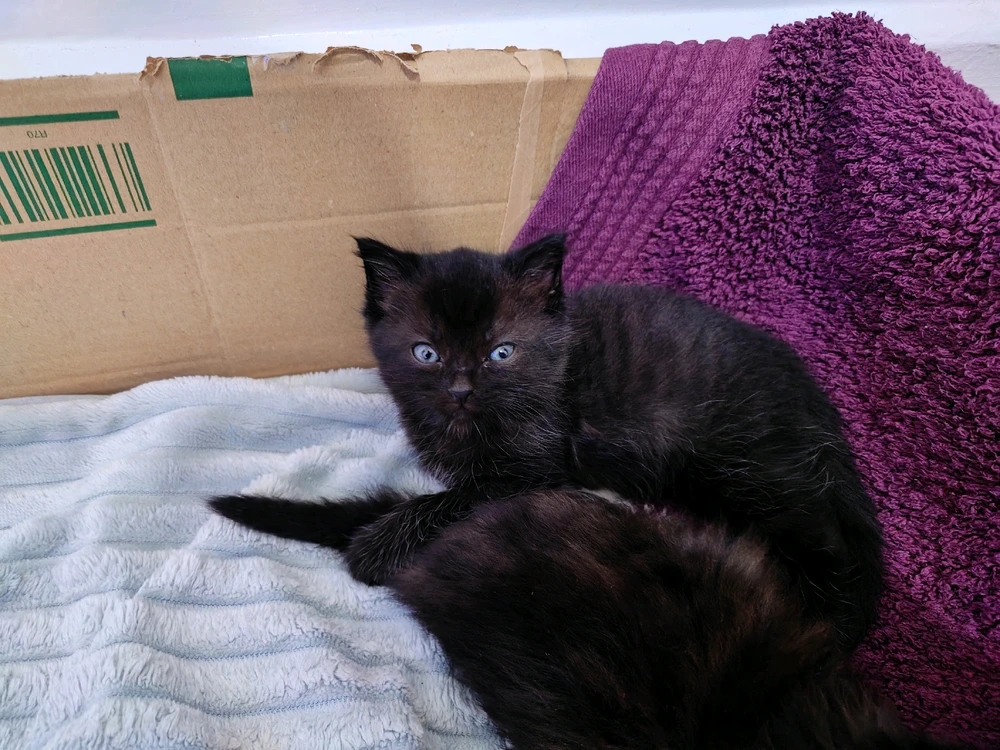 New family membersπΈπ»