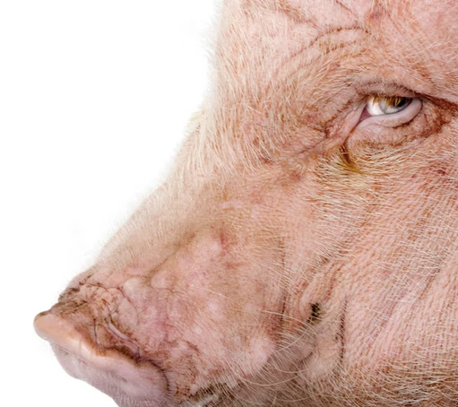 Image uploaded by BagOfFlies