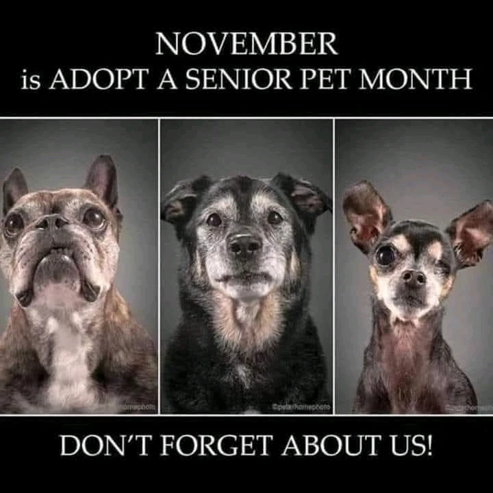 Adopt a senior pet month