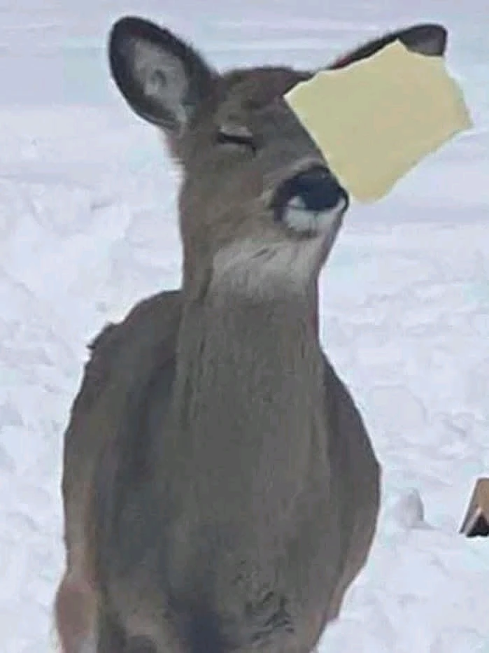 GIF uploaded by Jayce