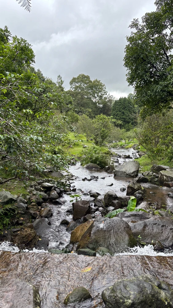 Today i walked at Kebun Raya Cibodas