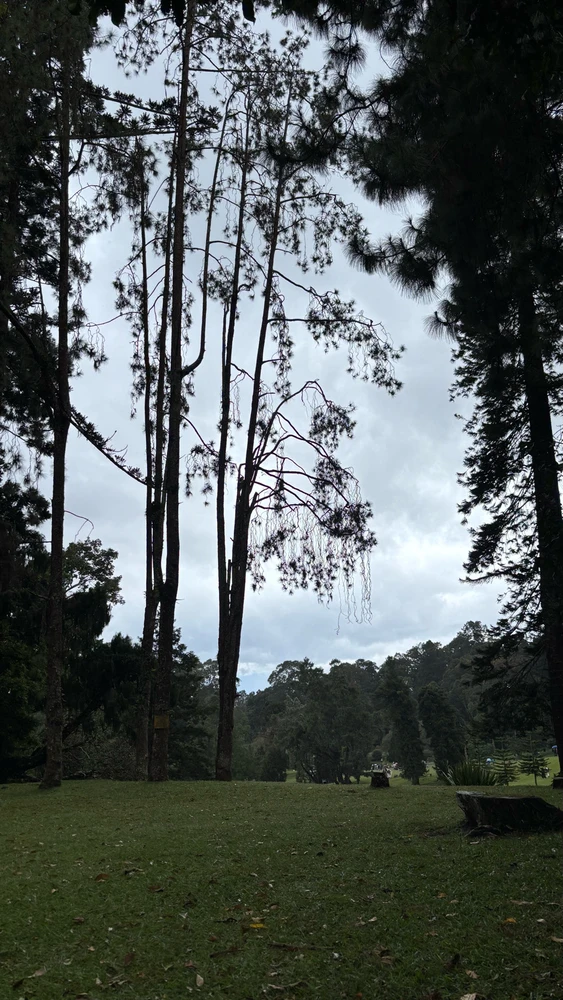 Today i walked at Kebun Raya Cibodas