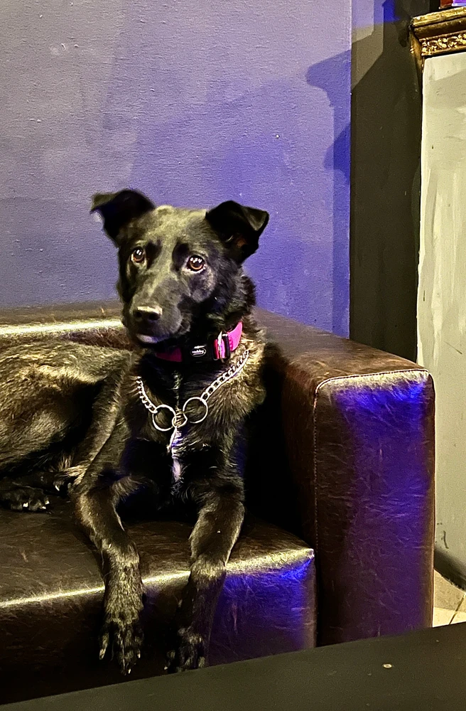 Help Ukrainian dog🥹